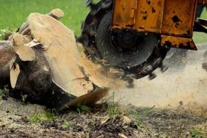 A professional machine is used to grind a stump and improve a property in Madison County, IL.