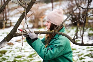 A young female homeowner with a garden tool pruning the branches of her tree before winter weather comes to Madison County, IL.