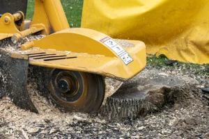 A stump grinder cutting tree stump into wood chips in a yard in Madison County, IL.