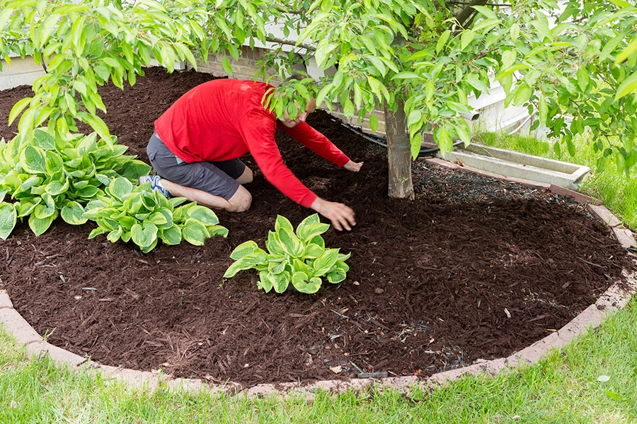 A homeowner showcases tree preservation by working in his garden to maintain the health of his trees in Madison County, IL.