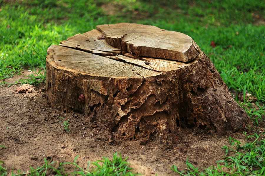 A tree stump in a yard in Madison County, IL.