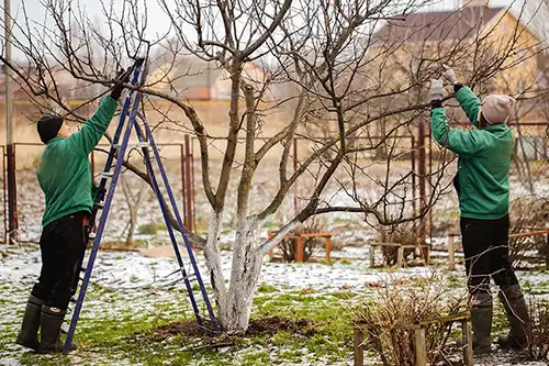 A-Unlimited Tree Service—Two tree care experts perform winter pruning on trees in Troy, IL.