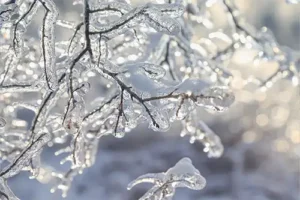 A-Unlimited Tree Service—Tree branches covered in ice at a residence in Glen Carbon, IL.