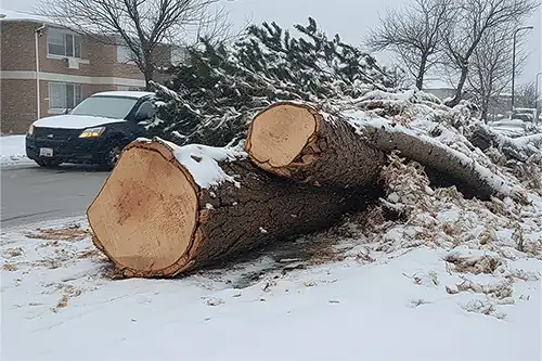 A-Unlimited Tree Service—Several fallen trees after winter weather in Maryville, IL.