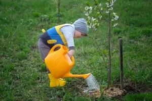 A-Unlimited Tree Service—A small boy waters a young tree in the springtime in his yard in Maryville, IL.
