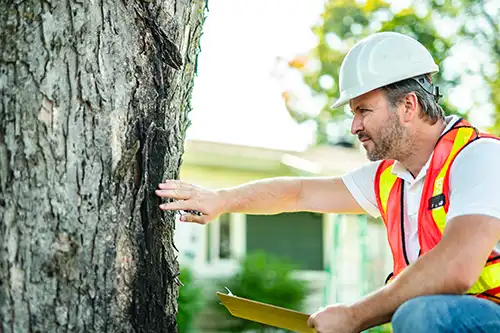 A-Unlimited Tree Service—A professional arborist with a clipboard inspects a tree in a residential neighborhood in O’Fallon, IL.
