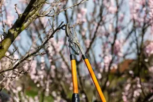 A-Unlimited Tree Service – Pruning tool clipping branches of a tree on the property of a Troy, IL resident.