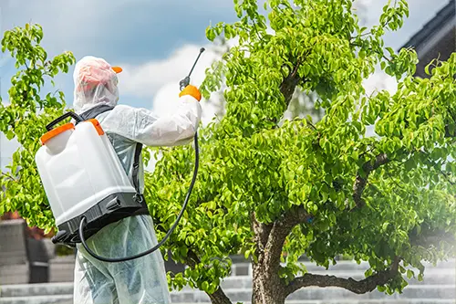 A-Unlimited Tree Service—A professional arborist applies insecticide to a tree in Highland, IL to resolve a pest infestation.