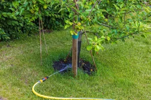 A-Unlimited Tree Service—An irrigation hose providing deep watering for a small tree in Troy, IL.