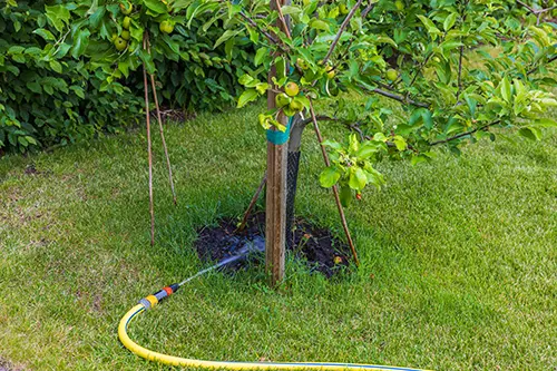 A-Unlimited Tree Service—An irrigation hose providing deep watering for a small tree in Troy, IL.
