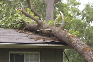 A-Unlimited Tree Service—A tree has fallen on top of a house in Glen Carbon, Il, after a summer storm.