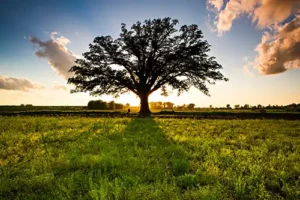 A-Unlimited Tree Service—A lone Bur Oak Tree in Trenton, IL, with in front of a beautiful sunset.