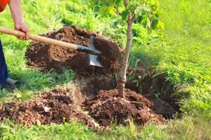 A-Unlimited Tree Service—A man plants a tree in a yard in Troy, IL.
