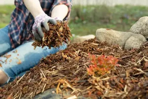 A-Unlimited Tree Service—a female gardener uses leaf and bark mulch for her trees on her Glen Carbon, IL landscape.