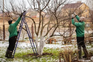 A-Unlimited Tree Service—Two tree care experts perform winter pruning on trees in Troy, IL.