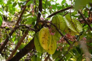 A-Unlimited Tree Service—Ripe starfruit on a tree with black spots caused by pests in Trenton, IL.