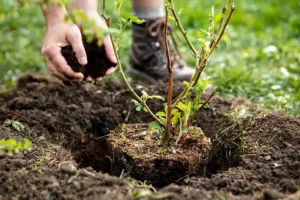 A-Unlimited Tree Service—A man plants a tree in the ground of his Troy, IL property.