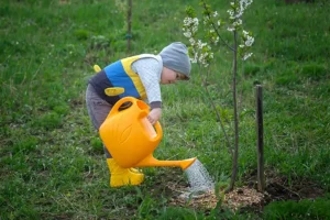 A-Unlimited Tree Service—A small boy waters a young tree in the springtime in his yard in Maryville, IL.