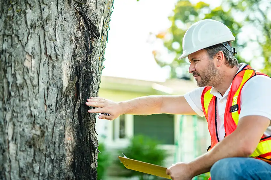 A-Unlimited Tree Service—A professional arborist with a clipboard inspects a tree in a residential neighborhood in O’Fallon, IL.
