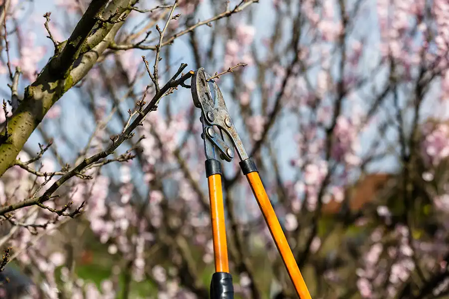 A-Unlimited Tree Service – Pruning tool clipping branches of a tree on the property of a Troy, IL resident.