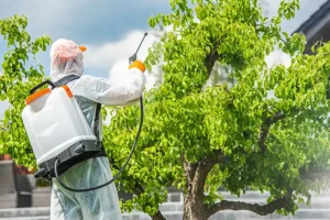 A-Unlimited Tree Service—A professional arborist applies insecticide to a tree in Highland, IL to resolve a pest infestation.