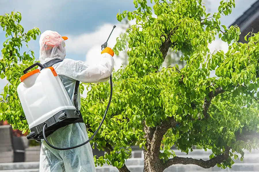a-unlimited-tree-service-blog-2025-06-15-image-resized A-Unlimited Tree Service—A professional arborist applies insecticide to a tree in Highland, IL to resolve a pest infestation.