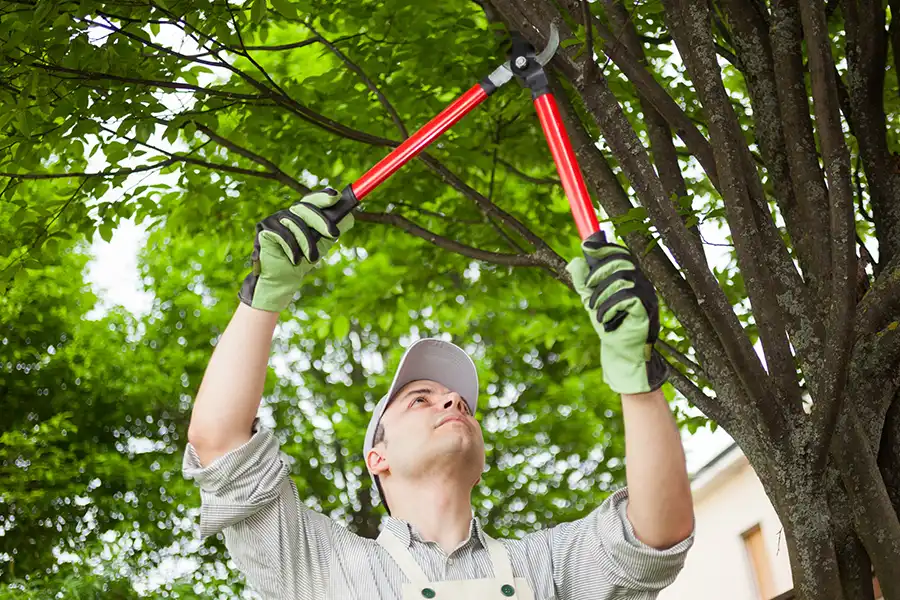 A-Unlimited Tree Service—A professional arborist trims a tree during the summertime on a property in O’Fallon, IL.