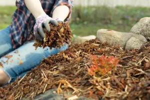 A-Unlimited Tree Service—a female gardener uses leaf and bark mulch for her trees on her Glen Carbon, IL landscape.