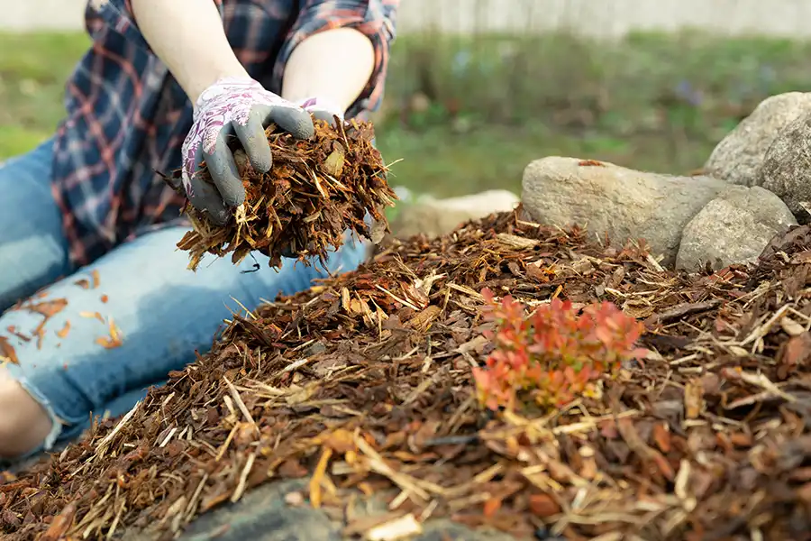 A-Unlimited Tree Service—a female gardener uses leaf and bark mulch for her trees on her Glen Carbon, IL landscape.