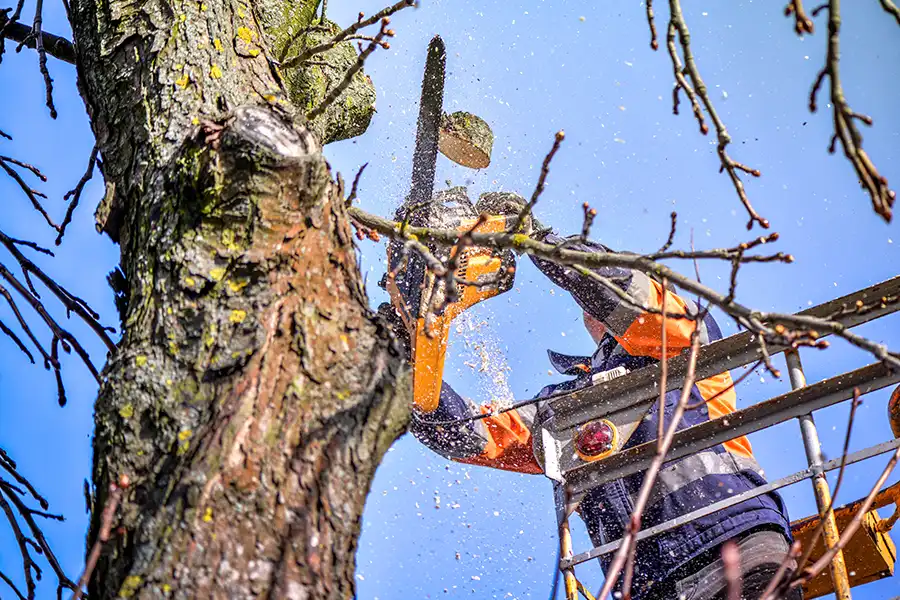 A-Unlimited Tree Service – An arborist in O’Fallon, IL, trims tree branches with a chainsaw during the fall season.