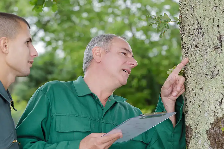 A-Unlimited Tree Service – An arborist with a clipboard discusses a tree issue with a property owner in Trenton, IL, pointing out the problem directly on the tree.