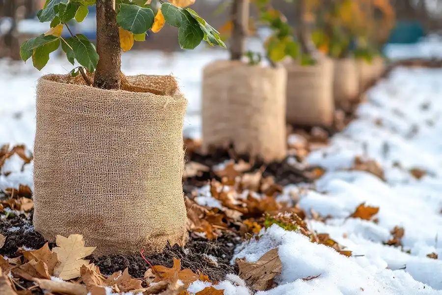 A-Unlimited Tree Service—young tree trunks wrapped in burlap for winter protection in Belleville, IL.