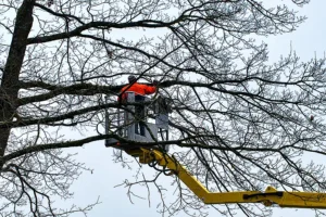 A-Unlimited Tree Service—A tree service worker removing hazardous tree limbs from a bucket truck during the winter season.
