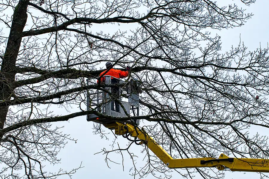 A-Unlimited Tree Service—A tree service worker removing hazardous tree limbs from a bucket truck during the winter season.