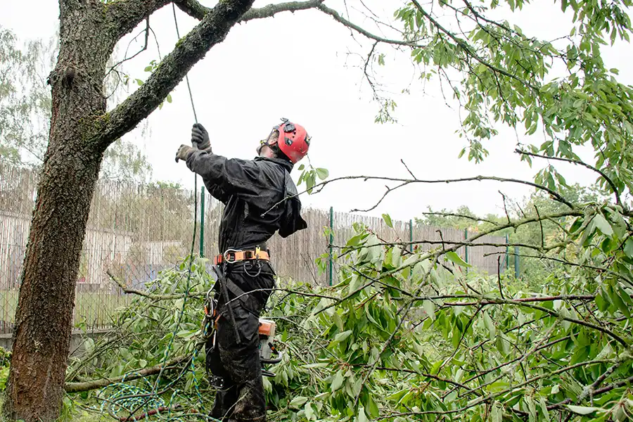 A-Unlimited Tree Service—A professional arborist cutting and trimming a tree after experiencing harsh weather in Collinsville, IL.