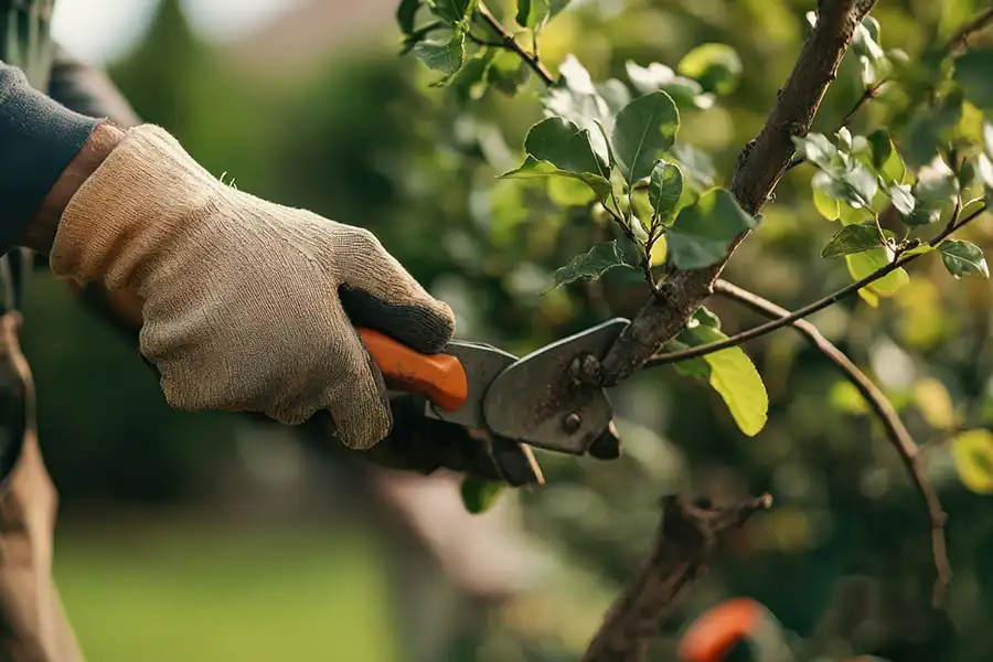 A-Unlimited Tree Service—A professional arborist pruning a tree in a residential yard in Belleville, IL.