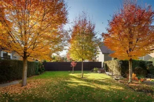A-Unlimited Tree Service—Autumn trees in a backyard in Collinsville, IL.