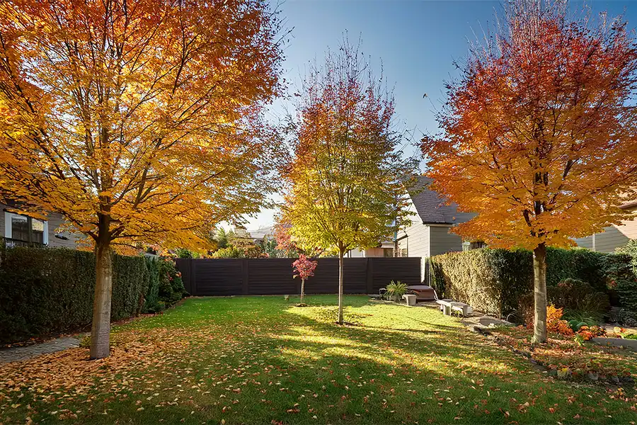 A-Unlimited Tree Service—Autumn trees in a backyard in Collinsville, IL.