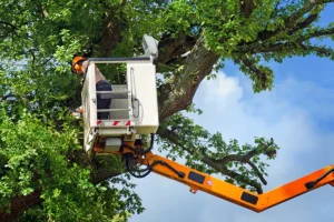 A-Unlimited Tree Service —An arborist trimming a tree on a property in Belleville, IL.