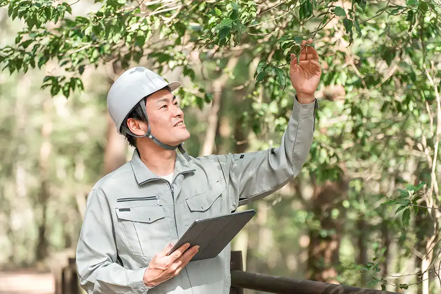 A-Unlimited Tree Service—A male arborist in a safety hat inspecting a tree in Collinsville, IL.