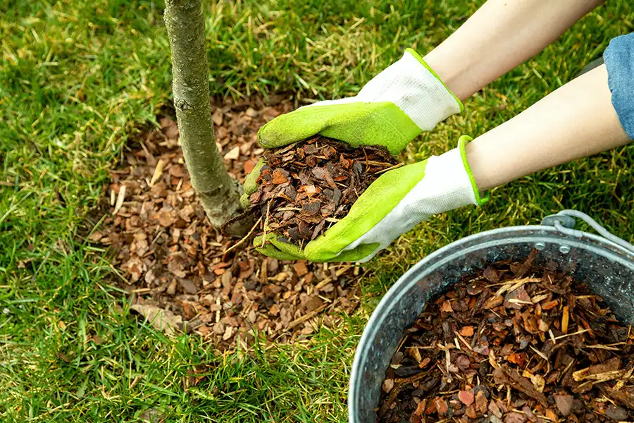 A-Unlimited Tree Service—A gardener mulching the base of a young tree in Edwardsville, IL.