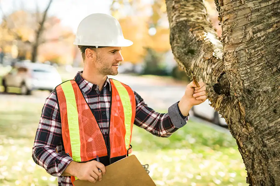 A-Unlimited Tree Service—A male arborist with a clipboard inspects the health of a tree on a Belleville, IL property.