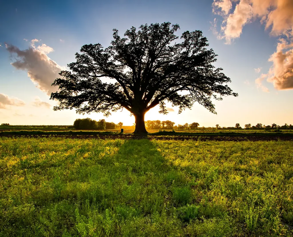 A-Unlimited Tree Service—A lone Bur Oak Tree in Trenton, IL, with in front of a beautiful sunset.