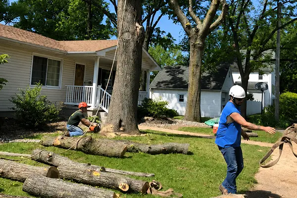 safe tree removal services in Troy IL