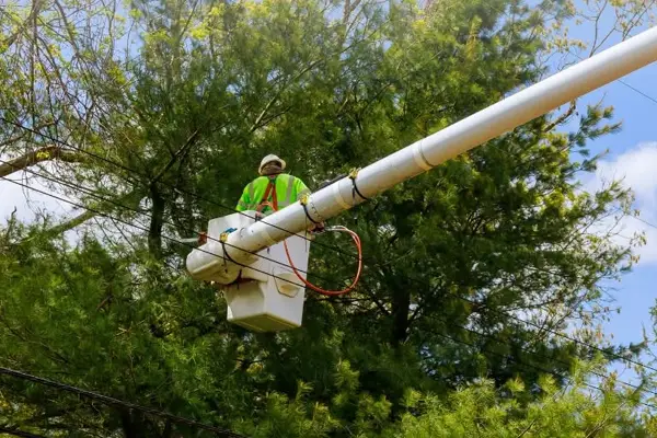 tree trimming and pruning in troy il