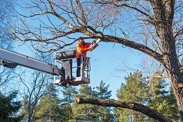 tree trimming and pruning in troy il