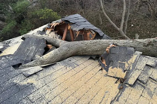 emergency tree service in Troy IL