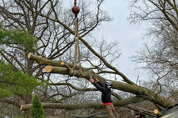 storm cleanup tree services in Troy IL