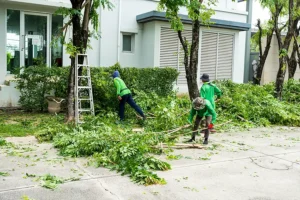 A-Unlimited Tree Service—Several tree care specialists trimming local trees in Edwardsville, IL.