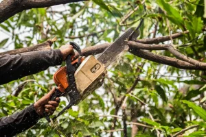 Arborist using a chainsaw to trim overcrowded tree limbs on a residential property in Belleville, IL.